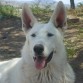 Su nombre es COPITO, es un PASTOR BLANCO SUIZO, genéticamente es un pastor alemán pero de color blanco.
ES hermoso. fuerte y cariñoso.